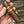 Load image into Gallery viewer, Nub Habano $13.99 each